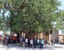 Самое древнее дерево в Фамагусте
