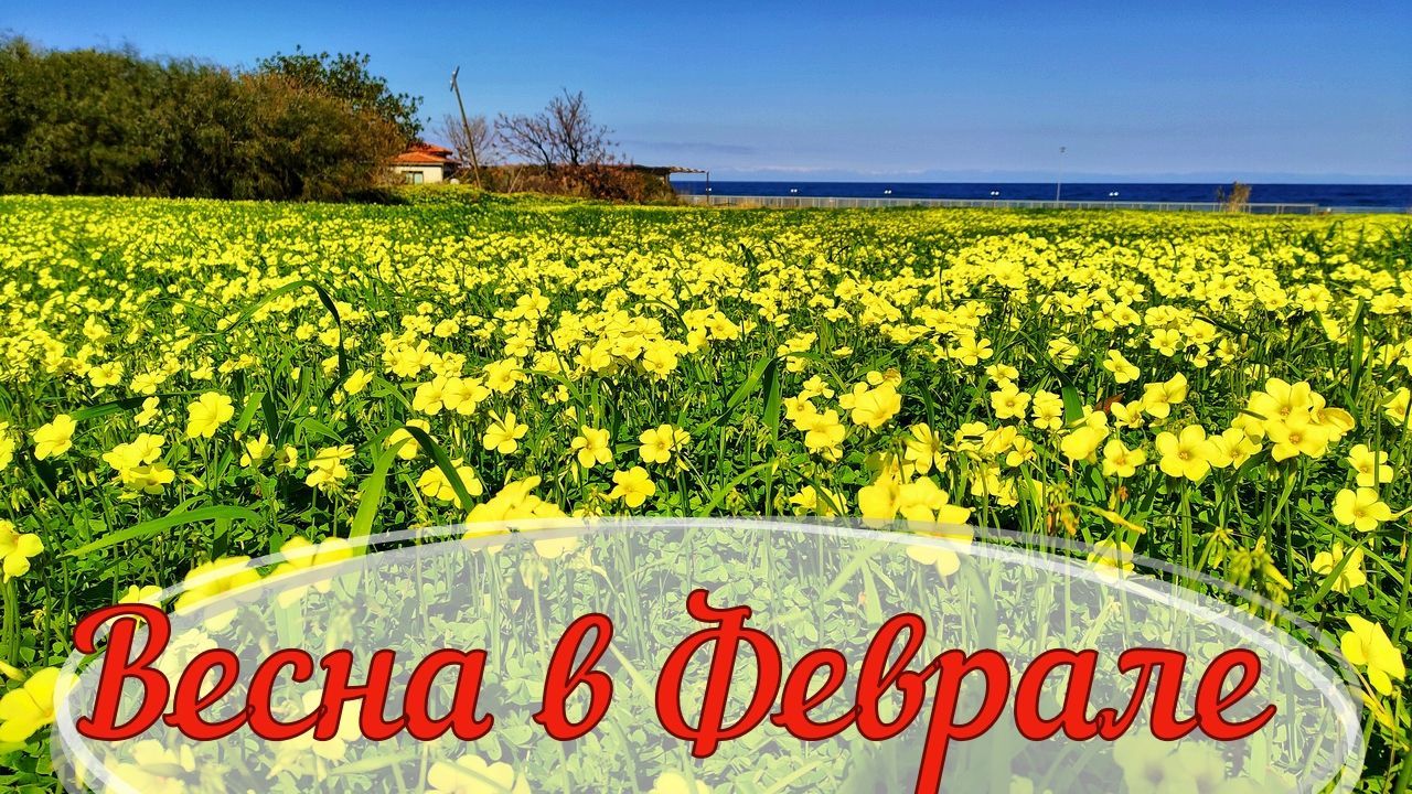 Весна в феврале на Северном Кипре