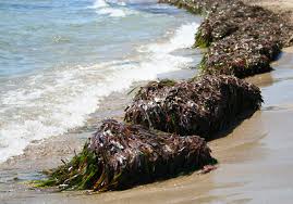 Водоросли на пляжах Кипра свидетельствуют о чистом море