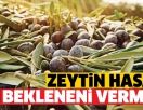 Из-за жаркой погоды и отсутствия дождей в этом году снизился урожай оливок