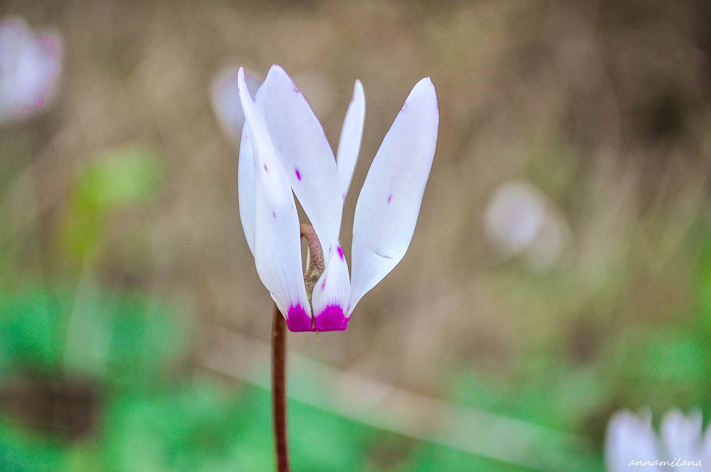 Выставка HİKMET ULUÇAM "5. CYCLAMEN+"
