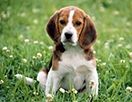 Весенняя ярмарка и выставка собак пройдут на этих выходных!