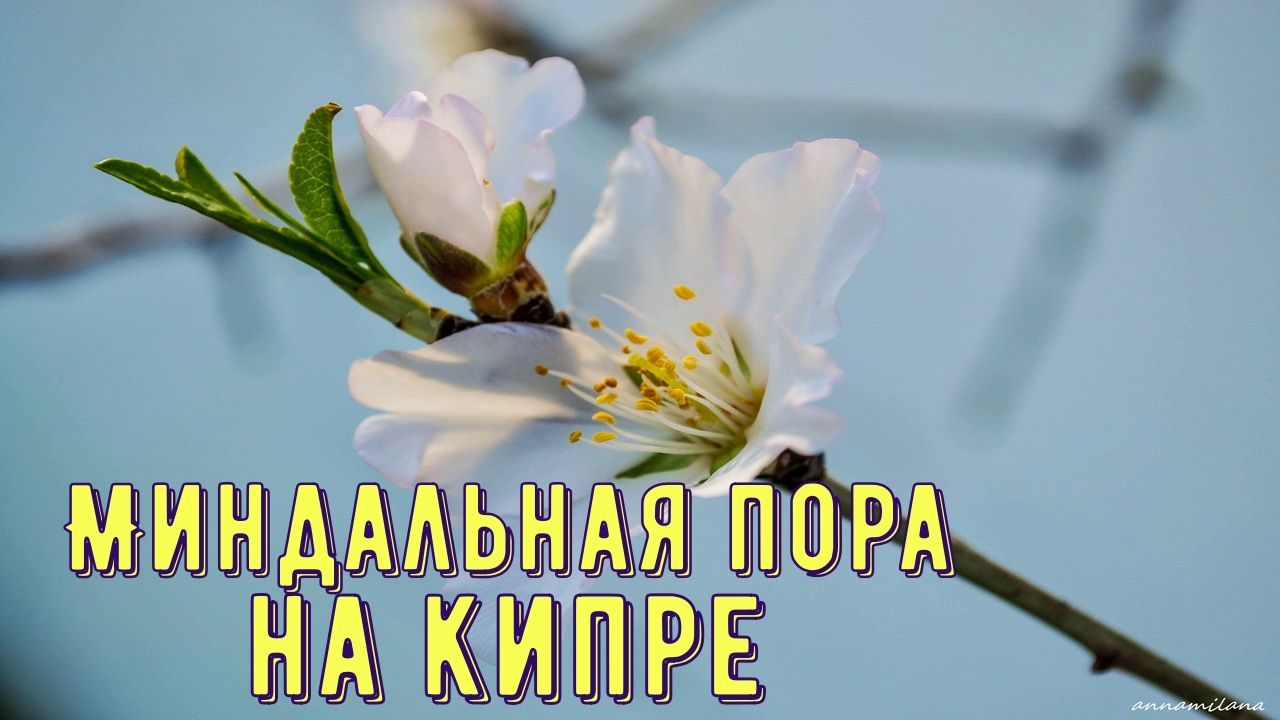 Цветущий миндаль на Кипре
