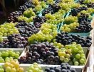 Фестиваль винограда проходит на Северном Кипре