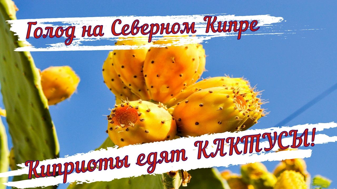 Вы пробовали жевать кактусы? Вы пробовали жевать кактусы?