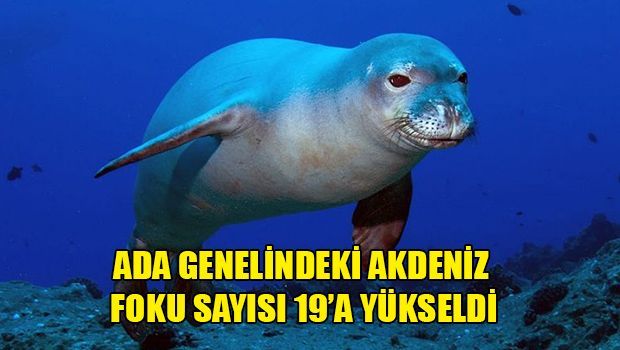 Число средиземноморских тюленей-монахов на Кипре увеличилось до 19