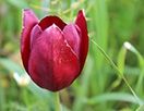 Карпас стал еще более красив в сезон тюльпанов