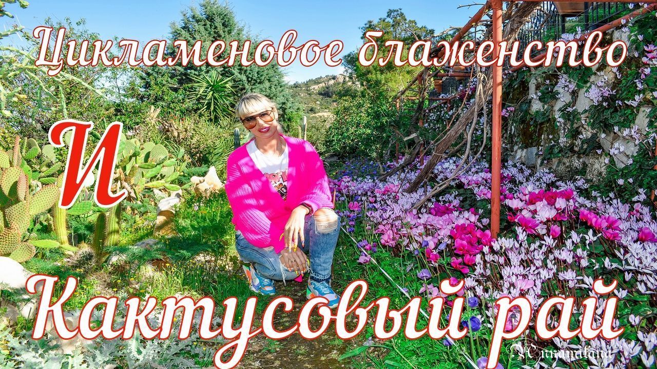 Выставка цикламенов и кактусовый рай