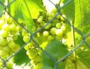 Северный Кипр - снова в Книге Рекордов!