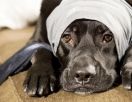 Новый вид страхования на Северном Кипре