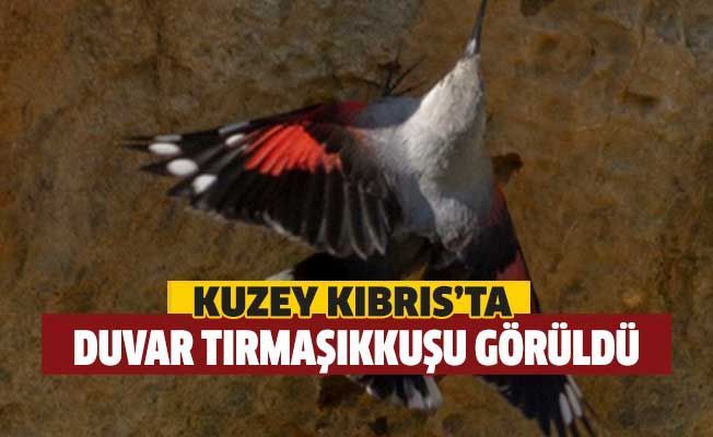 На Кипр вернулись редкие птицы