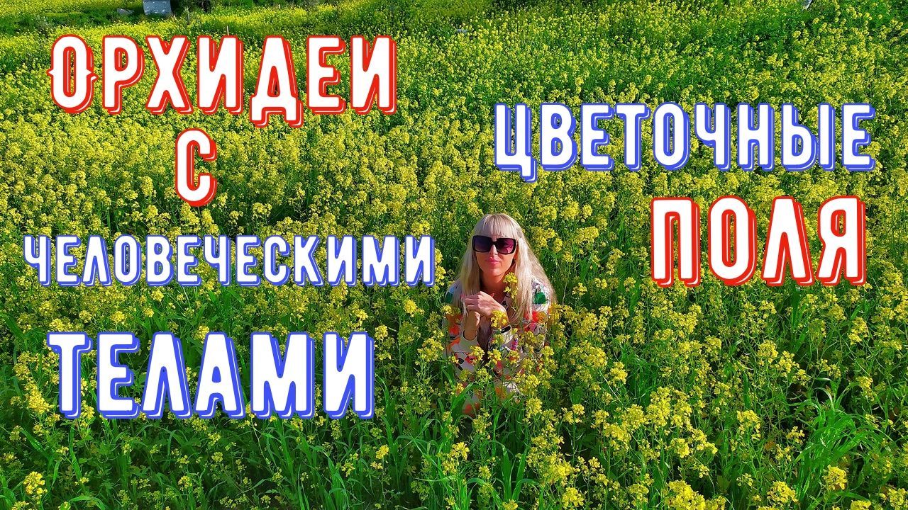 Видео про дикие орхидеи в цветочных полях