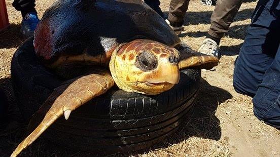 Водолазы спасли от неволи морскую черепаху