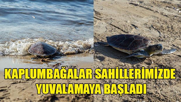 На Кипре начался сезон гнездования черепах