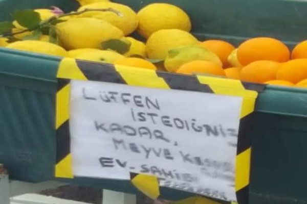 Раздали цитрусовые бесплатно