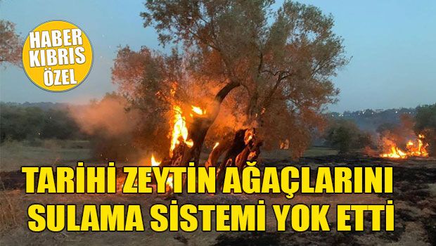 Ирригационная система уничтожила исторические оливковые деревья