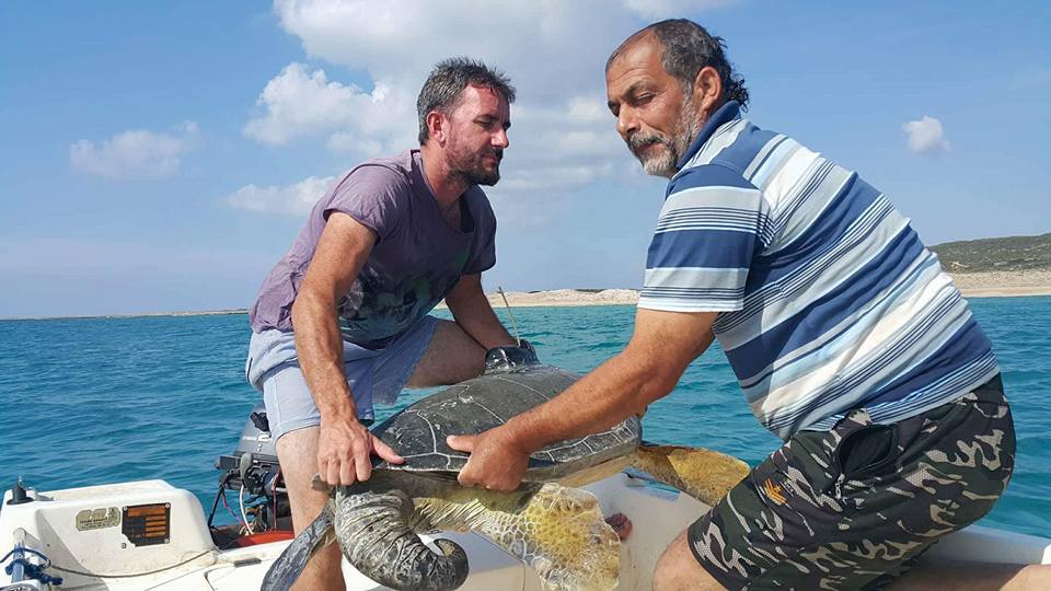 На Северном Кипре спасают морских черепах от исчезновения