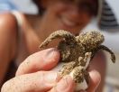 Первые черепахи этого года вылупились на Северном Кипре