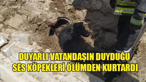 Животные, попавшие в беду, были спасены службой муниципалитета Кирении