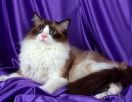 Кошачья вечеринка.