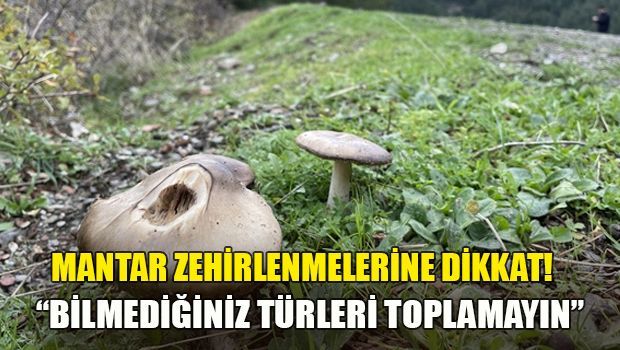 Не собирайте неизвестные грибы на Кипре!