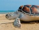 20-летняя годовщина проекта по сохранению черепах