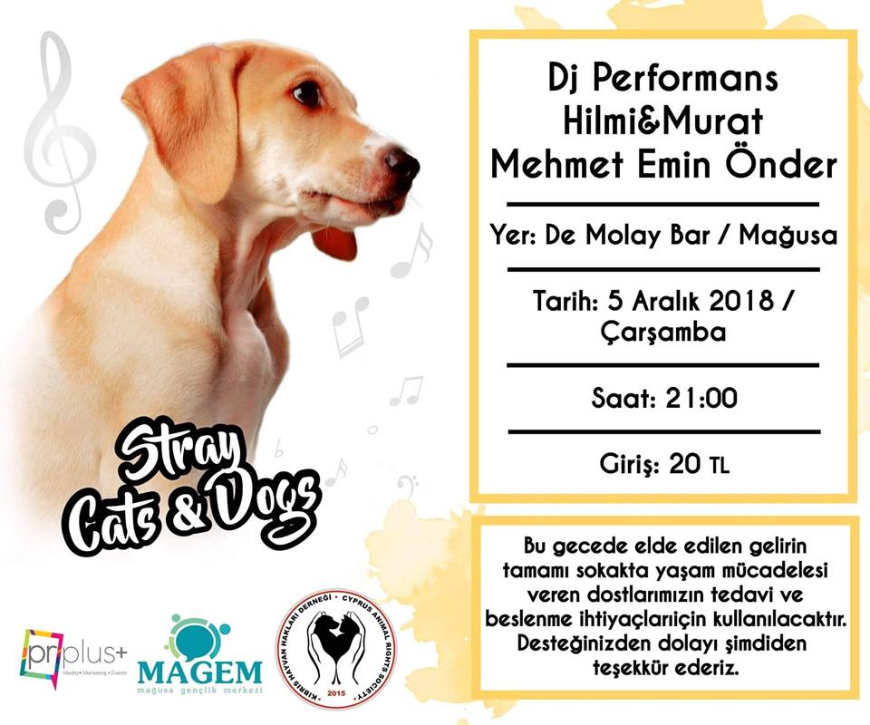 Live Music For Stray Animals