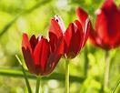 Фестиваль и благотворительный концерт на Северном Кипре