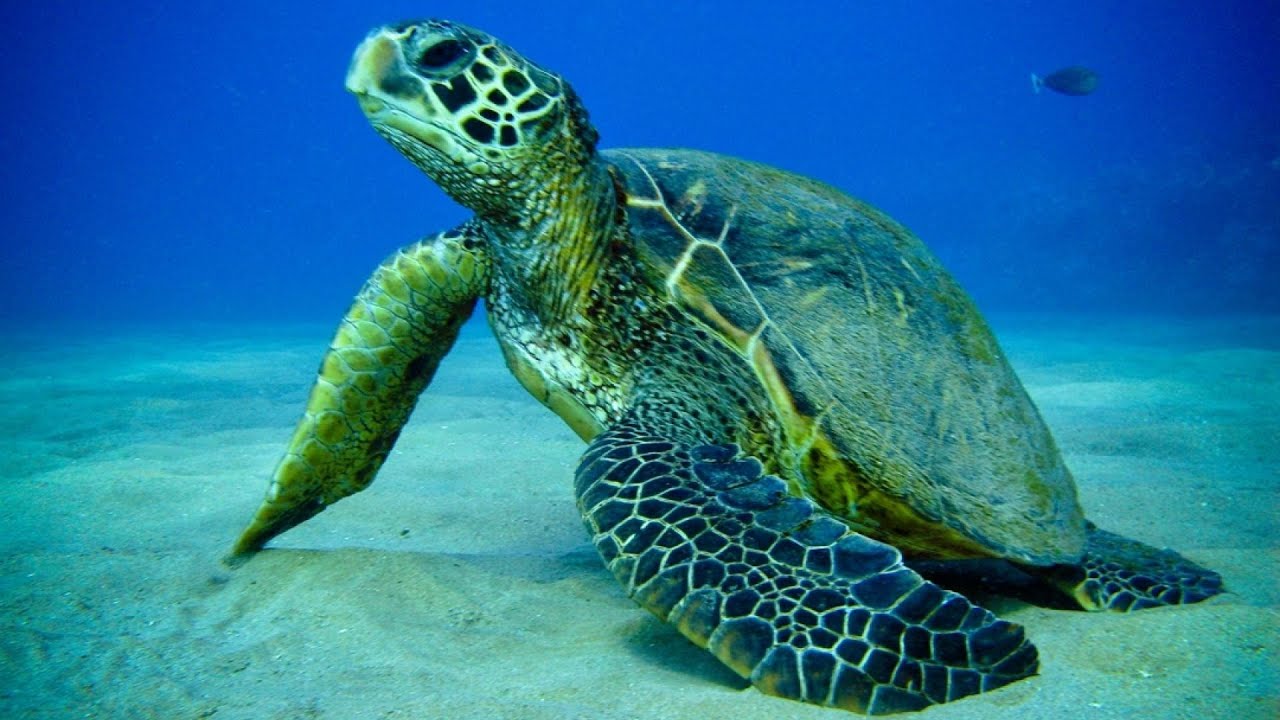 Морские черепахи плывут на Кипр