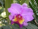 «Orchid Walk For Life»