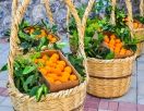 8-й фестиваль апельсинов Яфа