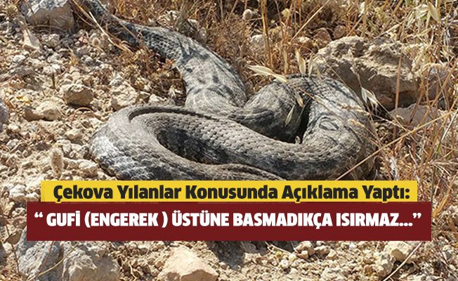 О змеях на Кипре