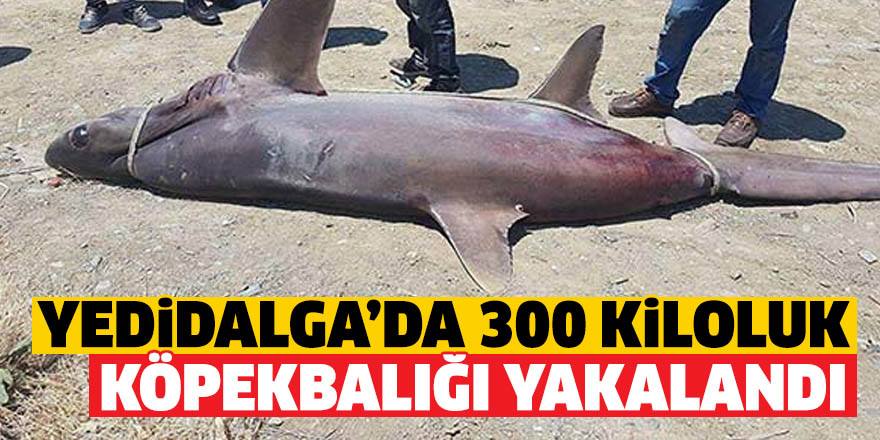 Недалеко от Кирении поймали 300-килограммовую акулу
