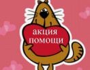 Благотворительная распродажа в Kyrenia Animal Rescue